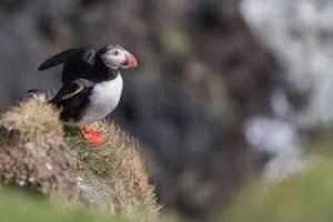 puffin, the Southwest corner of Wales, Pembrokeshire Coast Path hiking trails